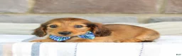 Miniature Dachshund dogs for sale: Ozzy - Ad 4