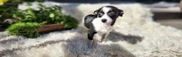 Chihuahua dogs for sale: Carmen - Ad 6