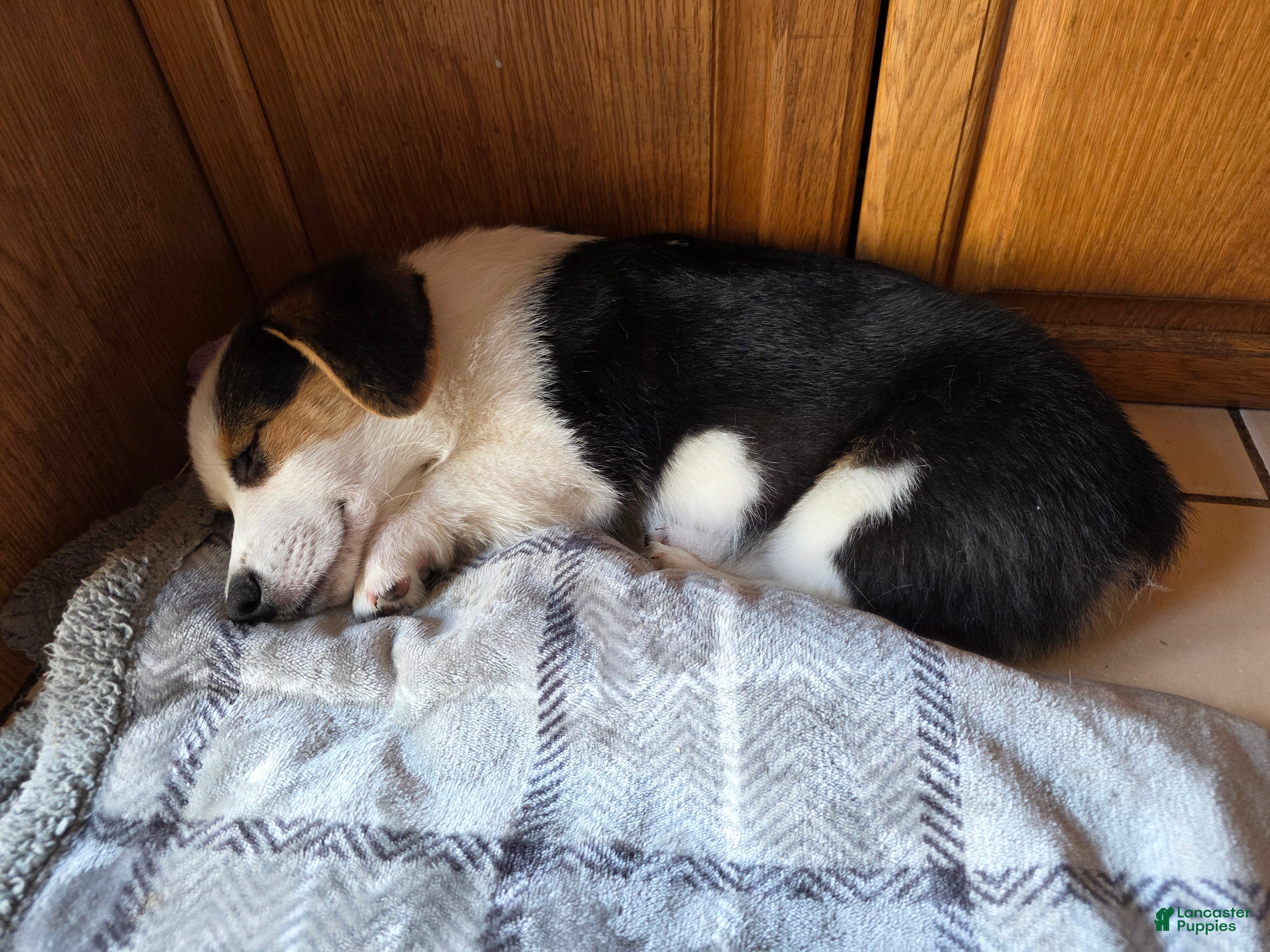 Welsh Corgi Pembroke dogs Welsh Corgi Pembroke 2 - Ad 1