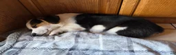 Welsh Corgi Pembroke dogs for sale: Bear - AKC/DNA Tested - Pembroke Welsh Corgi Puppy  - Ad 1