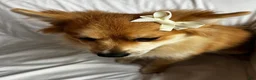 Pomeranian dogs for sale: Foxy Roxy - Ad 6
