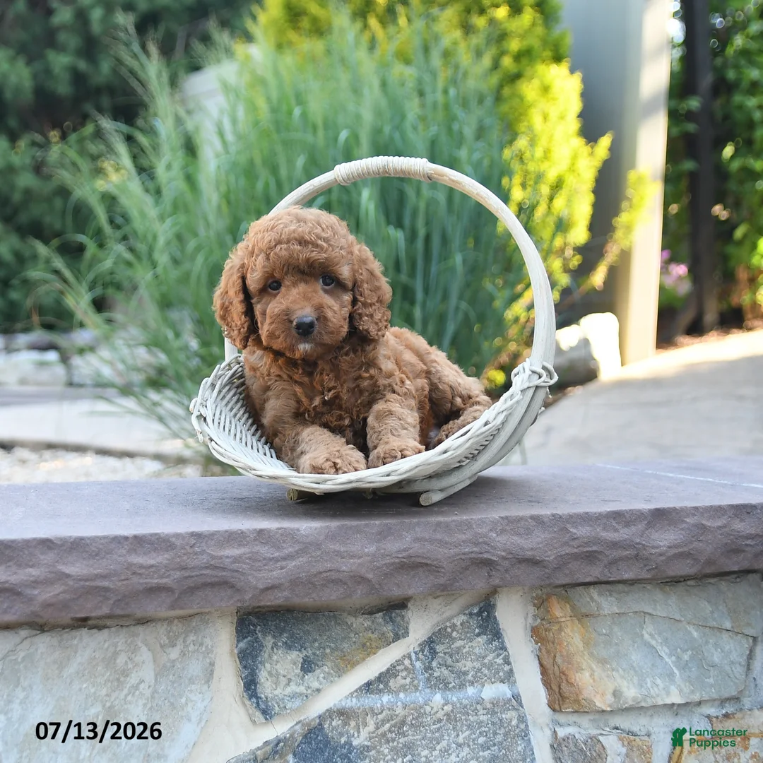 Miniature Poodle dogs for sale: Harvy - Ad 1