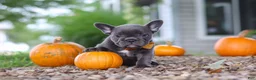 French Bulldog dogs for sale: Hallie - Ad 6