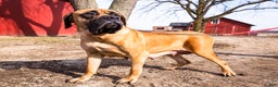 English Mastiff dogs for sale: Chloe - Ad 14