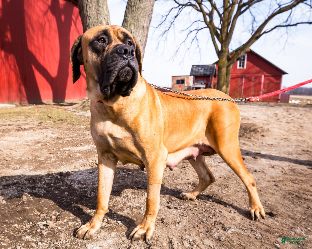 English Mastiff dogs for sale: Chloe - Ad 14