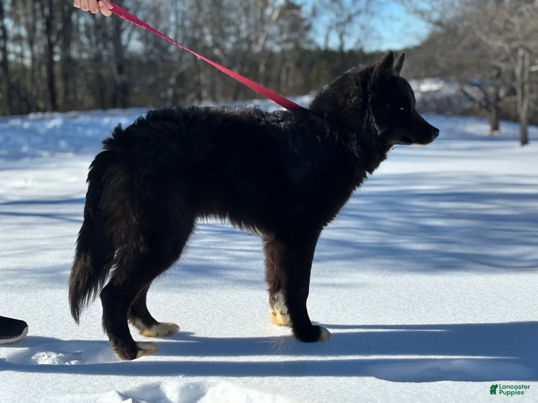 Siberian Husky dogs for sale: Blade - Ad 2