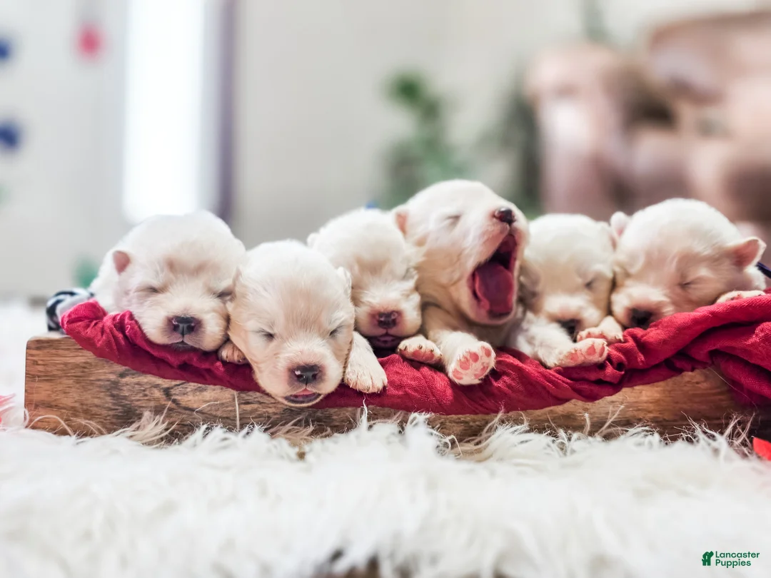 Samoyed dogs for sale: Sparki - Ad 6