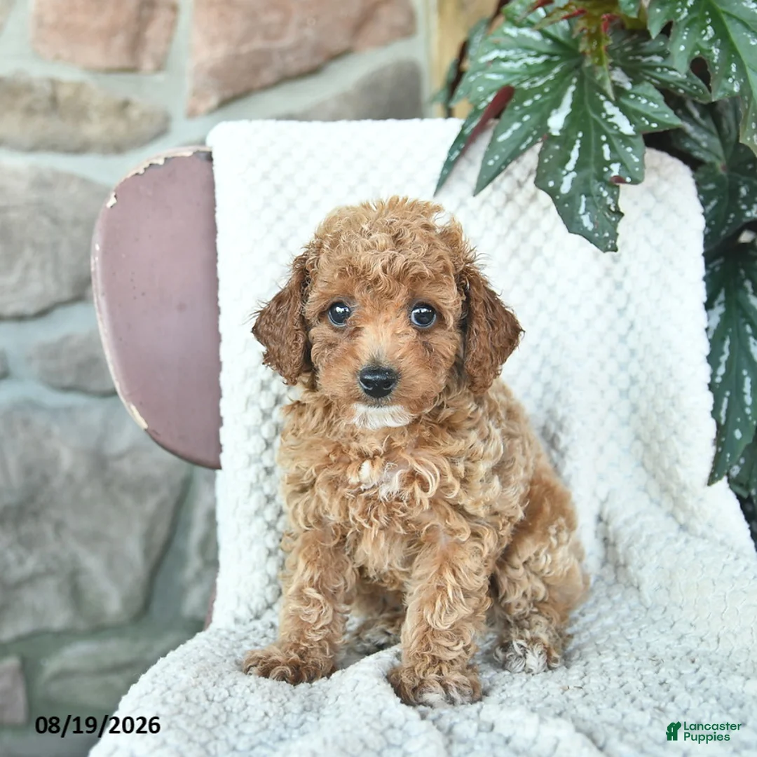 Toy Poodle dogs for sale: Lenny  - Ad 2