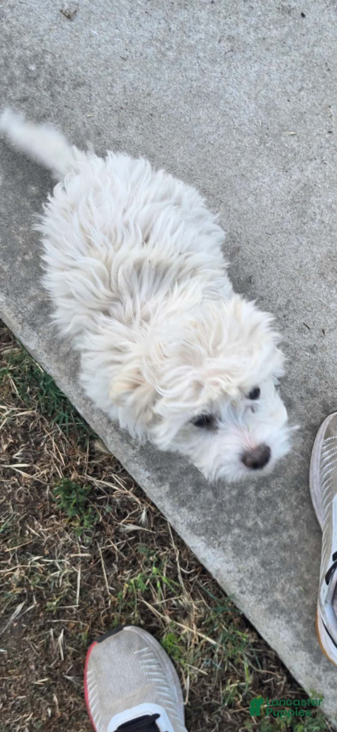 Maltese dogs for sale: Maltese Puppy  - Ad 2
