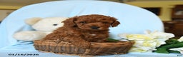 Toy Poodle dogs for sale: Waylon - Ad 4
