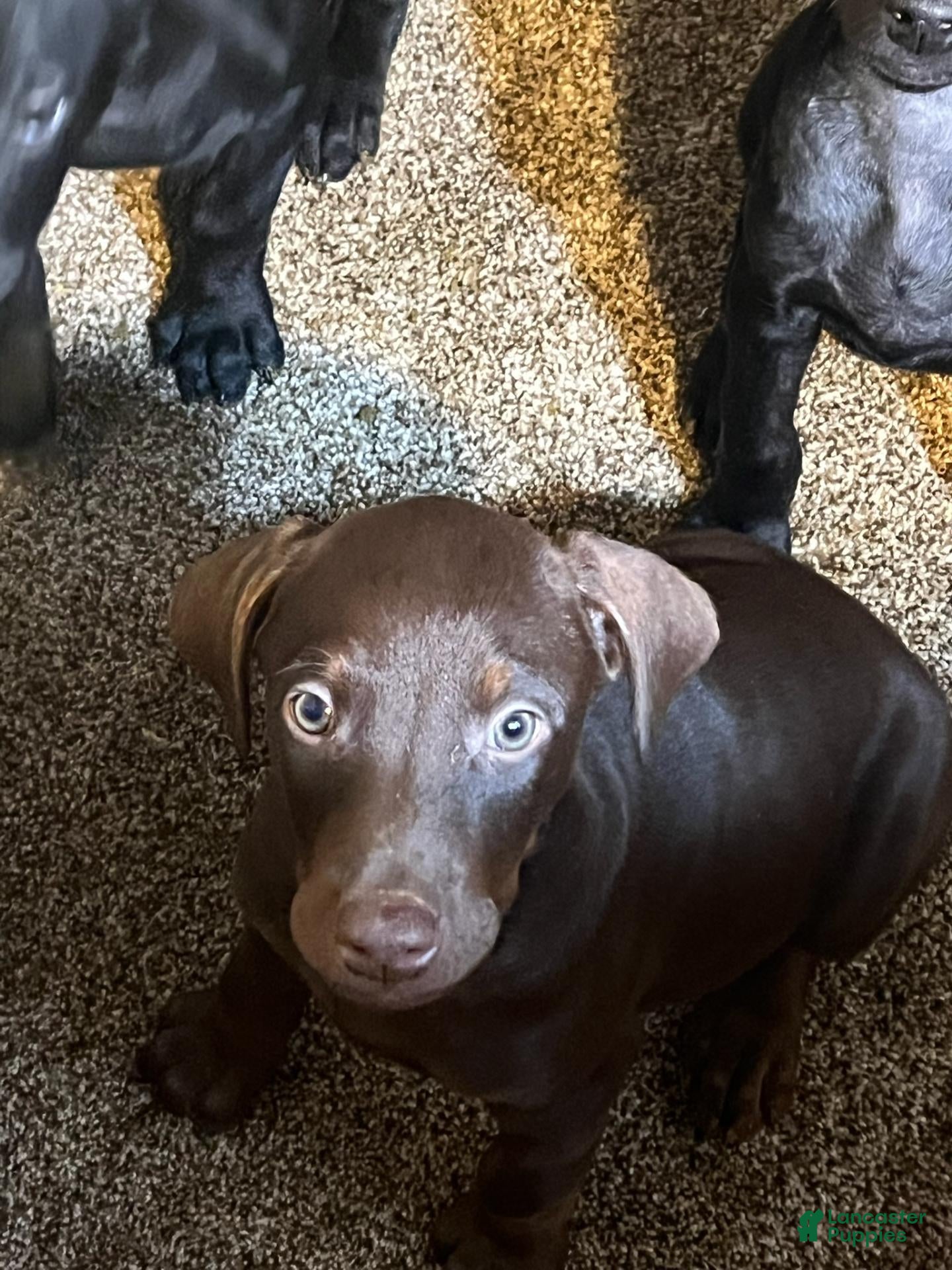 Dobermann