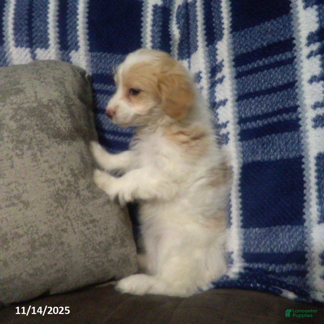 Cavapoo dogs for sale: Goldie - Ad 6