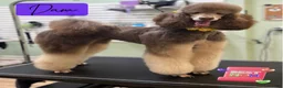 Standard Poodle dogs for sale: Daisy - Ad 7