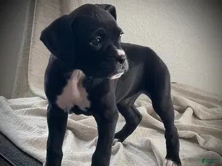 Boxer dogs Baily - Ad 34