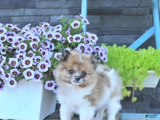 Pomeranian dogs - Ad 20