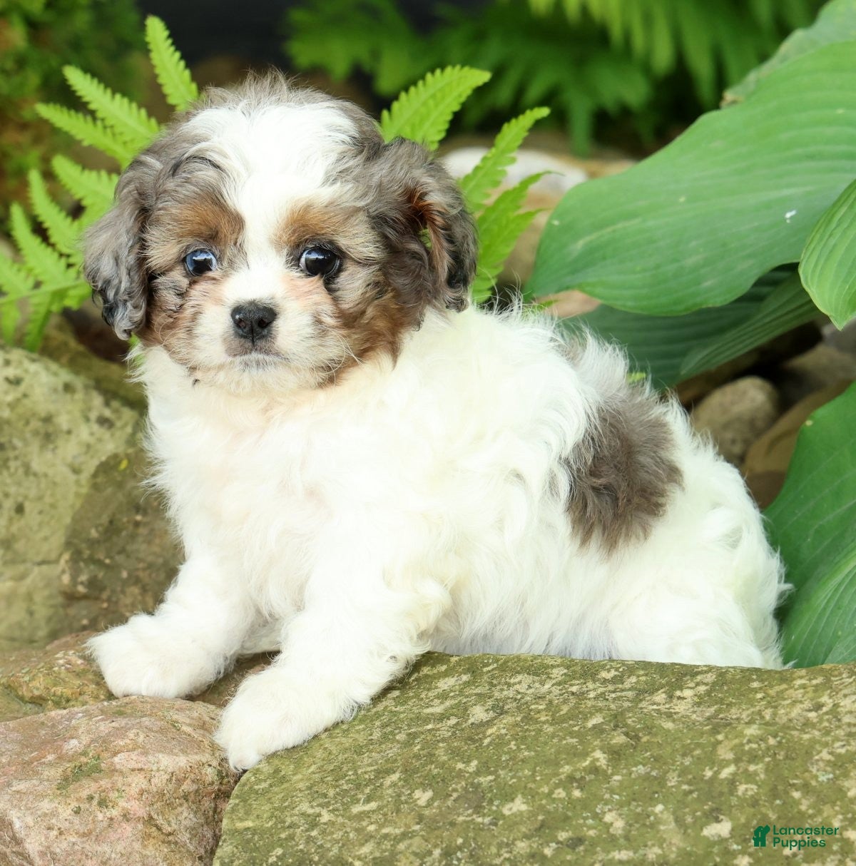 Mixed Breed dogs for sale: Poppy - Ad 4
