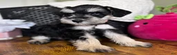 Miniature Schnauzer dogs for sale: Daisy - Ad 8