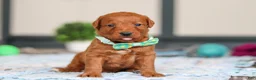 Labradoodle dogs for sale: Scout - Ad 2