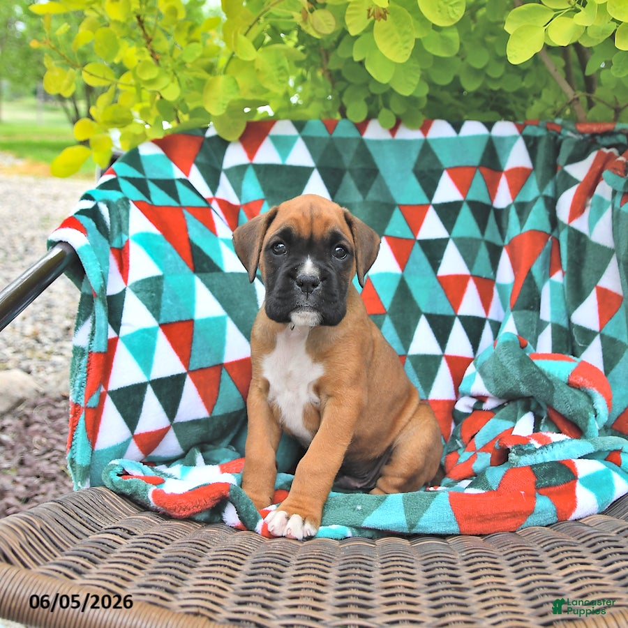 Boxer dogs Lincoln - Ad 1