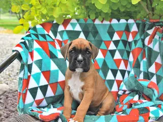 Boxer dogs for sale: Lincoln - Ad 4