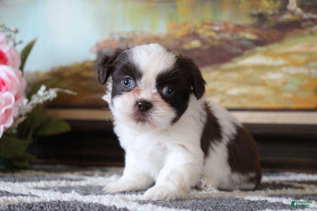 Shih Tzu dogs for sale: Gizmo - Ad 2
