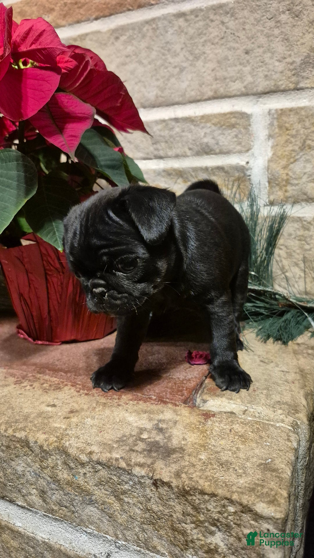 Pug dogs for sale: Pug Puppy 2 - Ad 5