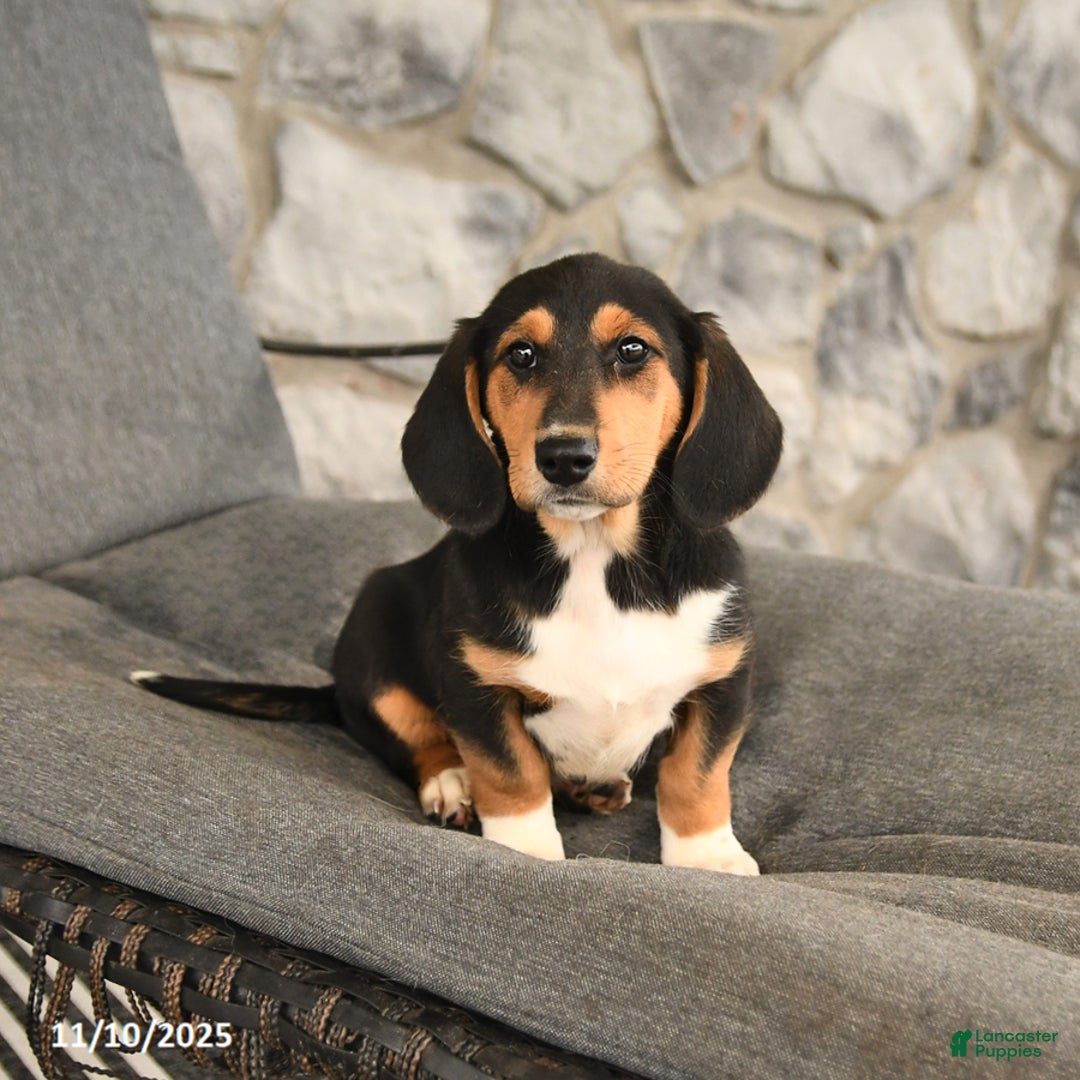 Mixed Breed dogs for sale: Barbie - Ad 1