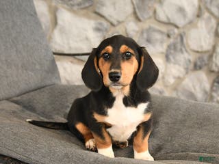 Mixed Breed dogs Barbie - Ad 15