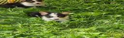 Welsh Corgi Pembroke dogs for sale: Oreo girl  - Ad 12