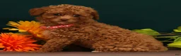 Toy Poodle dogs for sale: Queenie - Ad 4
