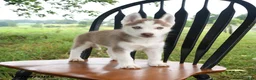 Siberian Husky dogs for sale: Nevada - Ad 3
