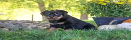 Rottweiler dogs for sale: Oakley - Ad 7