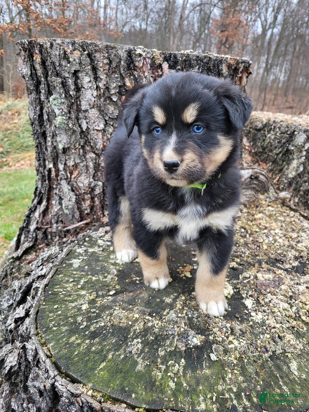 Mixed Breed dogs for sale: Lexy - Ad 2