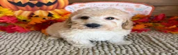 Cavapoo dogs for sale: Armani - Ad 2