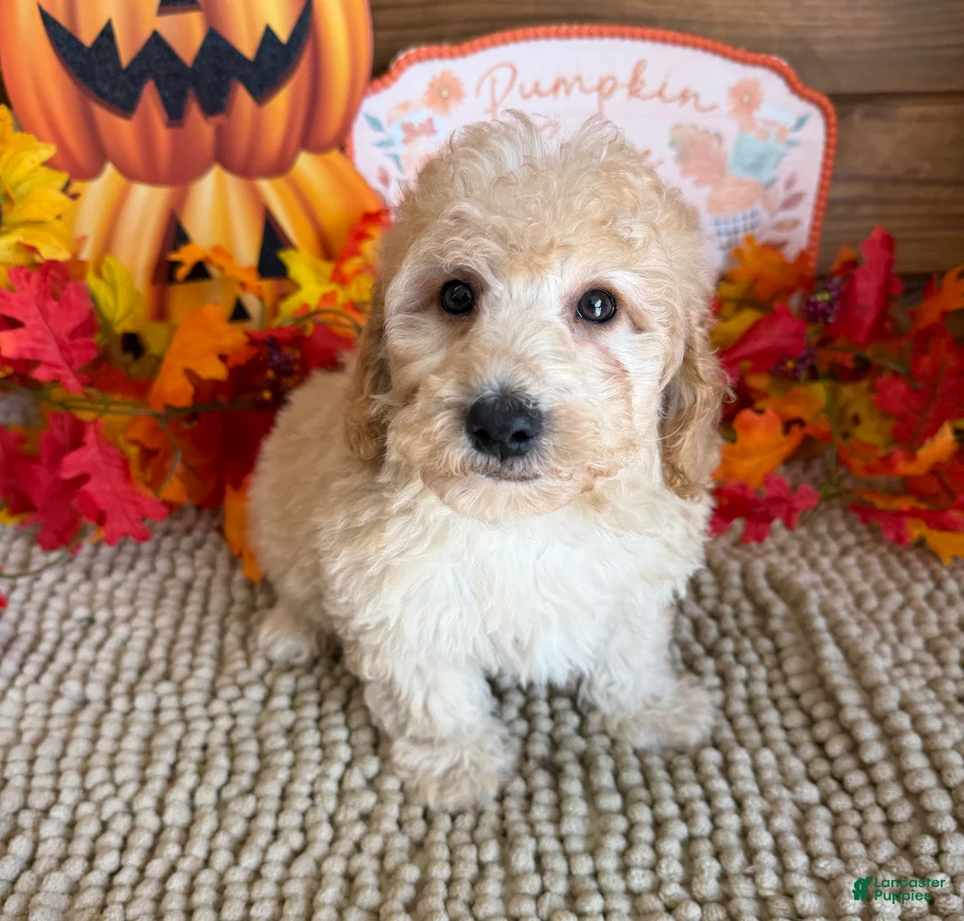 Cavapoo dogs for sale: Armani - Ad 2