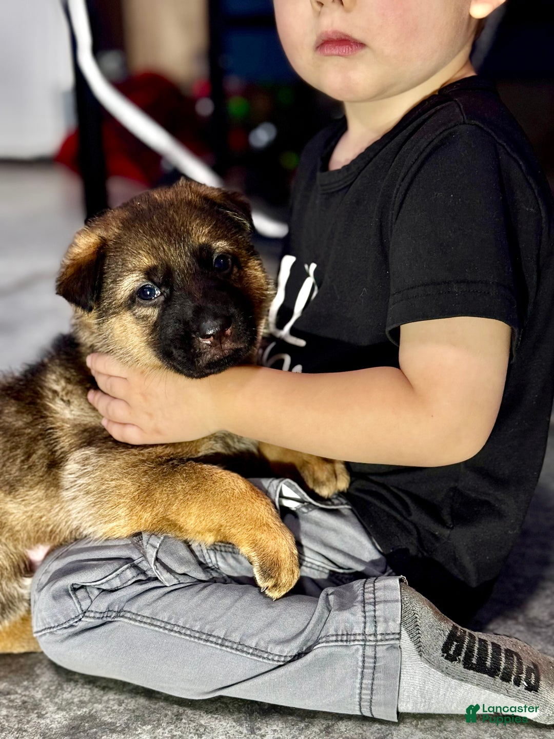 German Shepherd dogs for sale: Denver - Ad 5