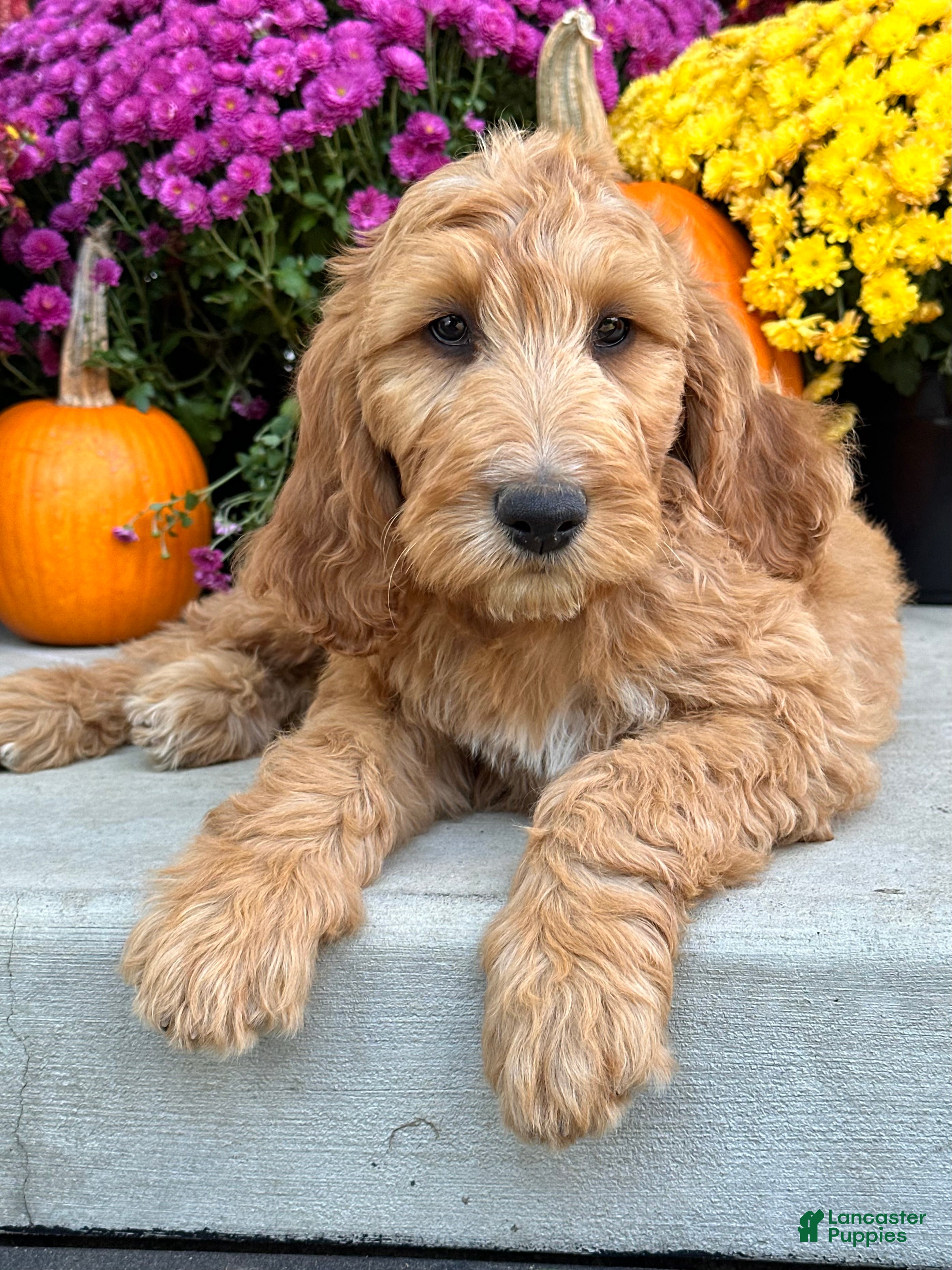 Irish Doodle dogs Jackson - Ad 2