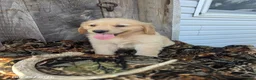 Golden Retriever dogs for sale: Wesson - Ad 3