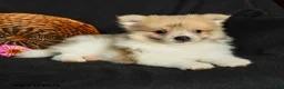 Pomeranian dogs for sale: Porter - Ad 3