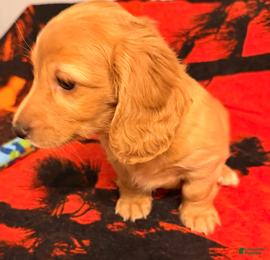 Dachshund dogs for sale: Dachshund Puppy 2 - Ad 5