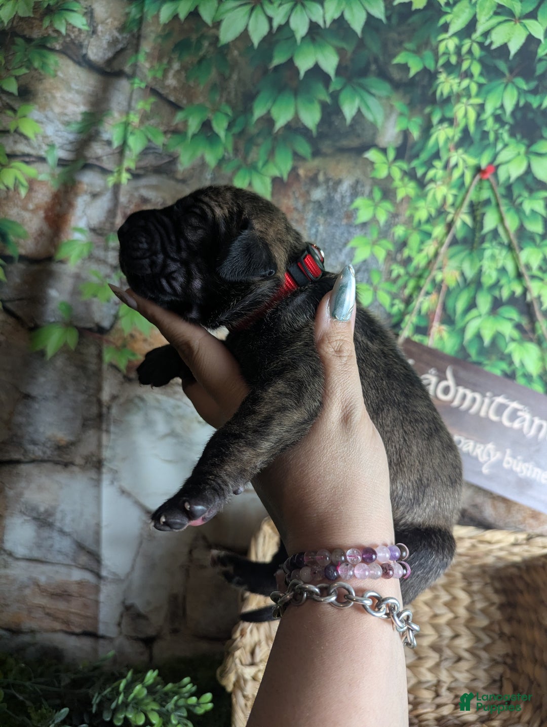 Great Dane dogs for sale: Aragorn Brindle Male Great Dane Puppy  - Ad 4
