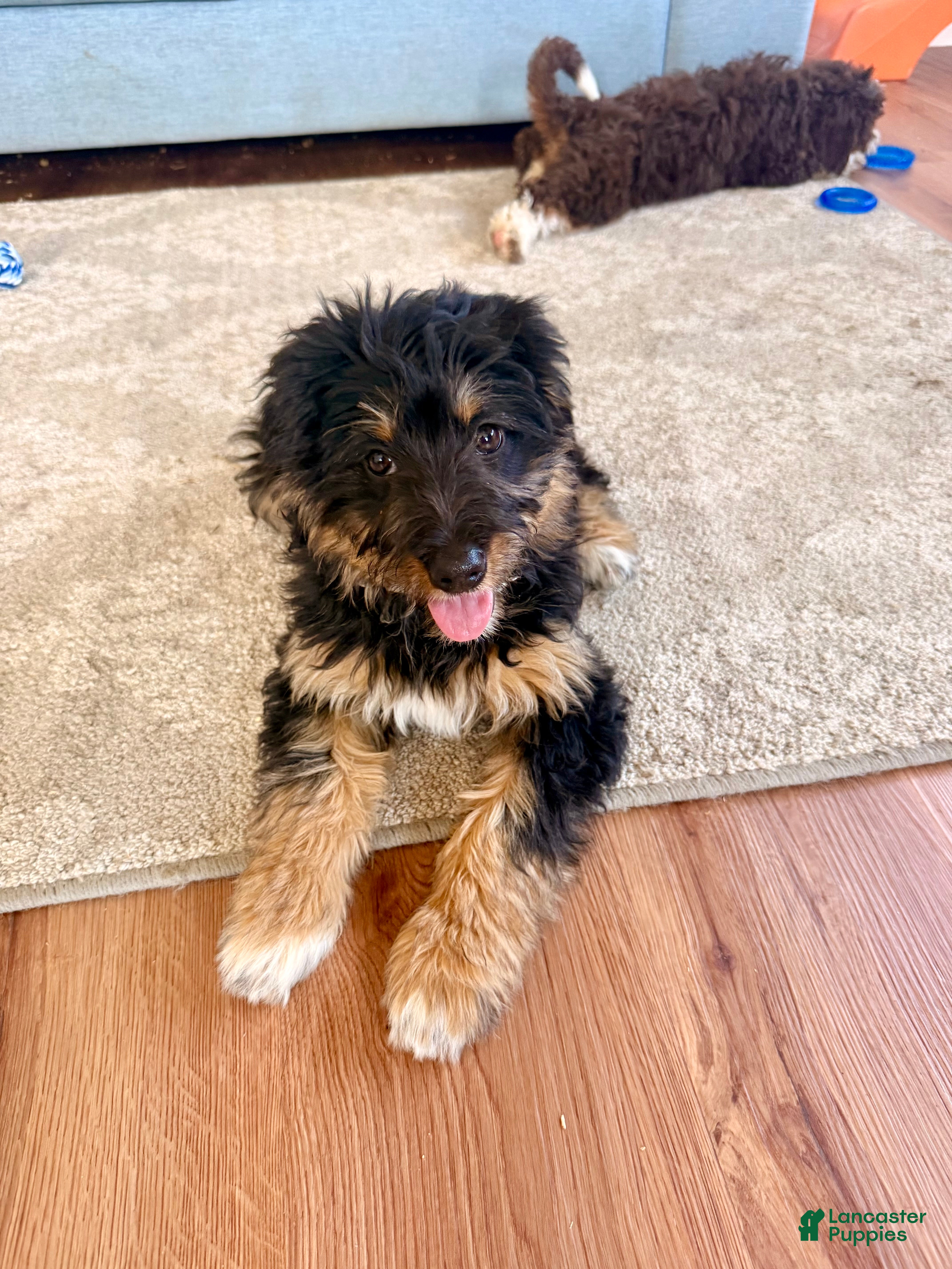 Bernedoodle dogs for sale: Sky - Ad 2