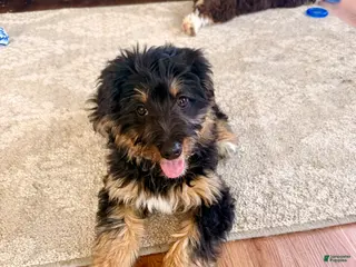 Bernedoodle dogs for sale: Sky - Ad 2