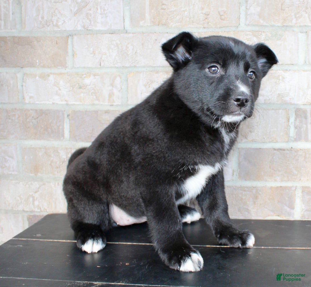 Mixed Breed dogs for sale: Sasha - Ad 3