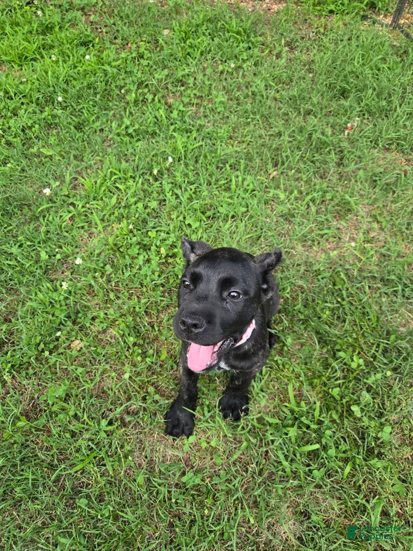 Cane Corso dogs Reba - Ad 1