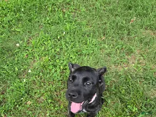 Cane Corso dogs for sale: Reba - Ad 1