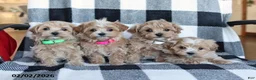 Maltipoo dogs for sale: Theo - Ad 2