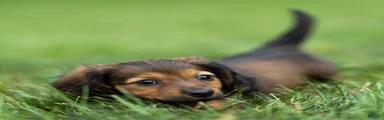 Marie Miniature Dachshund 