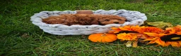 Toy Poodle dogs for sale: Toy Poodle 1 - Ad 3