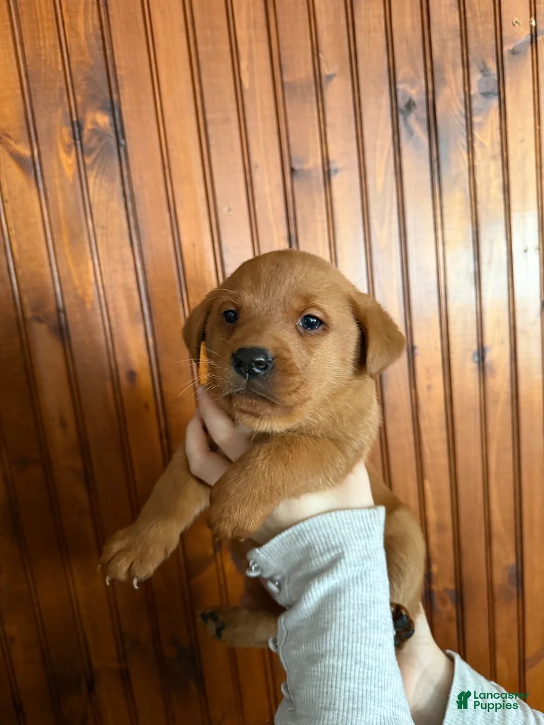 Labrador Retriever dogs for sale: Bella - Ad 2